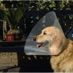 Plastic hondenkraag 44-50cm 25cm