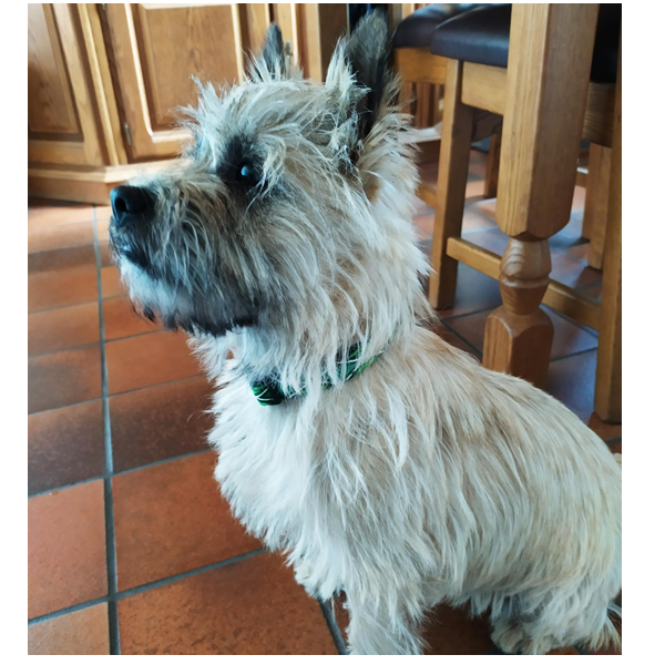 Nylon halsband Achterhoekse vlag medium 30-47cm 16mm - Afbeelding 3