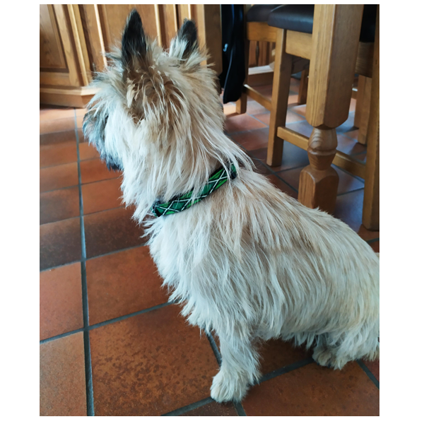 Nylon halsband Achterhoekse vlag medium 30-47cm 16mm - Afbeelding 2