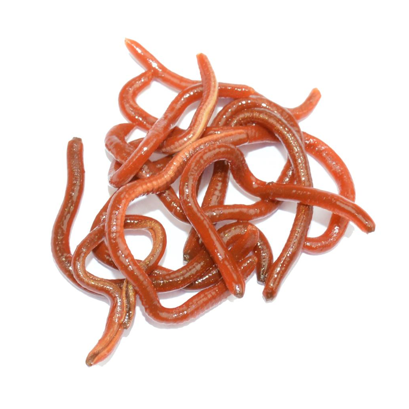 LFT Like Life - Worms 30ml.