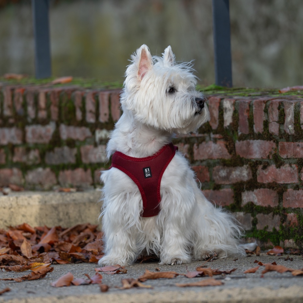 Y-tuig instap ademend rood M borstomvang 44-51cm nekomvang 35-42cm - Afbeelding 4
