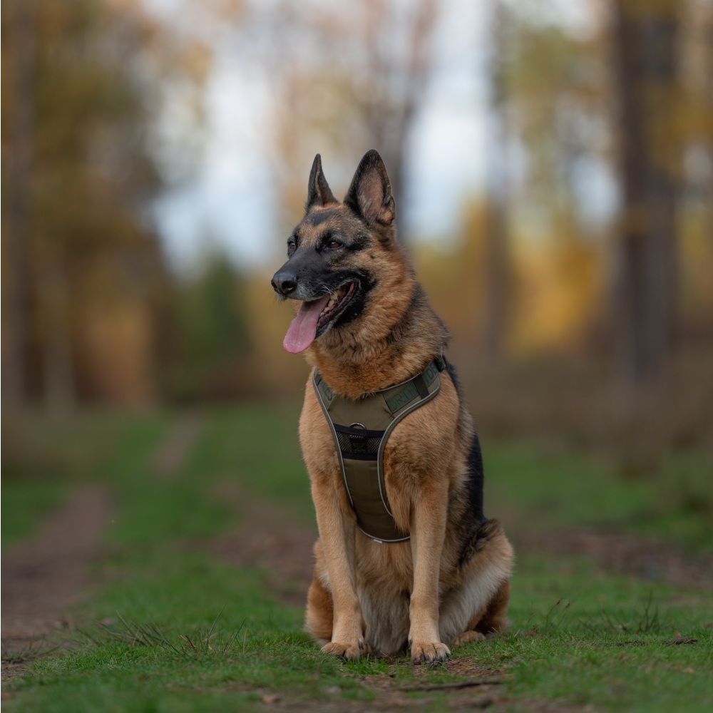 Herder met Y-tuig Trail groen hondentuig van robuust nylon met dubbele sluitingen en verstelbare borstomvang