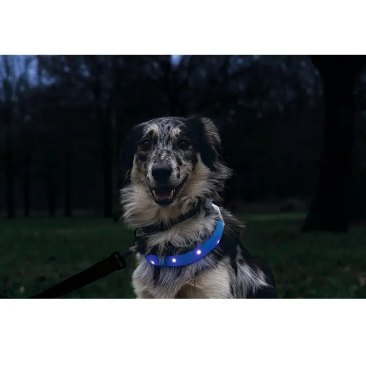 Beeztees Safety Gear Glowy blauw 65 × 2,5 cm lichtgevende hondenhalsband