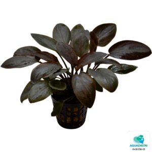 Lagenandra meeboldii Red aquariumplant met roodbruine bladeren in 5 cm pot
